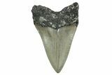 Serrated, Fossil Megalodon Tooth - North Carolina #338512-1